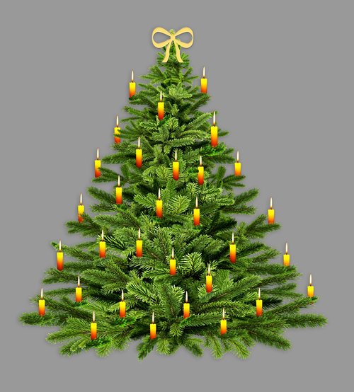 fir tree  christmas tree  christmas