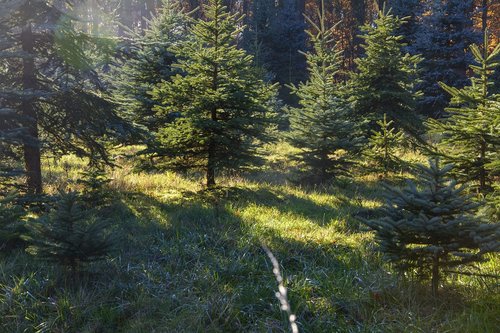 fir tree  christmas  conservation