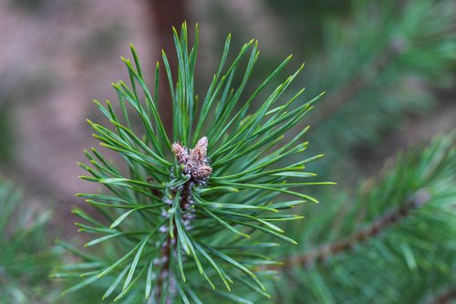 fir tree  pine needles  conifer
