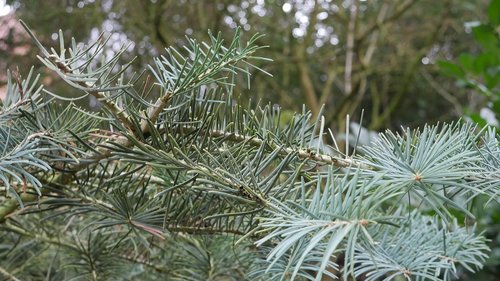 fir tree  green  winter