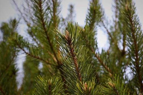 fir tree  pine needles  conifer