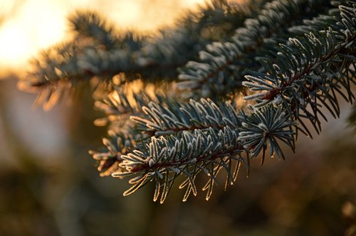 fir tree  needles  ripe