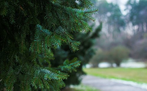fir tree  pine needles  tree