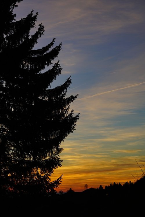 fir tree  tree  sunset