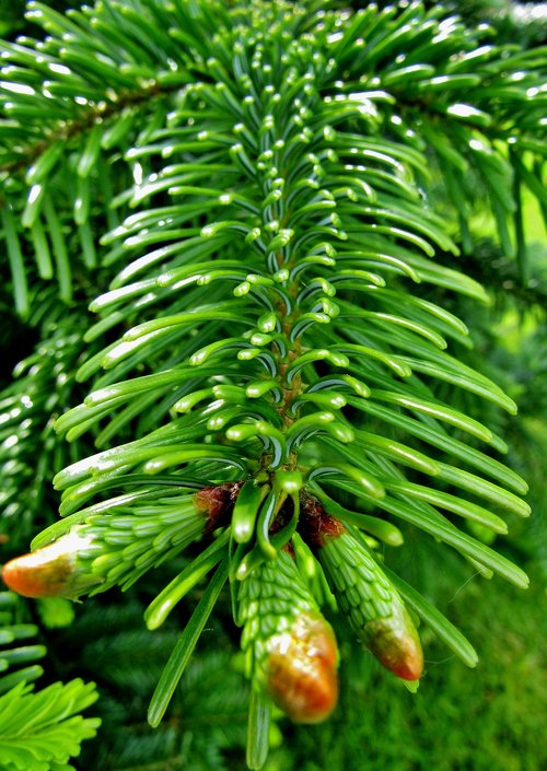fir tree  fir tips  shoots