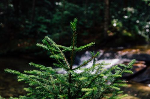 fir tree forest young