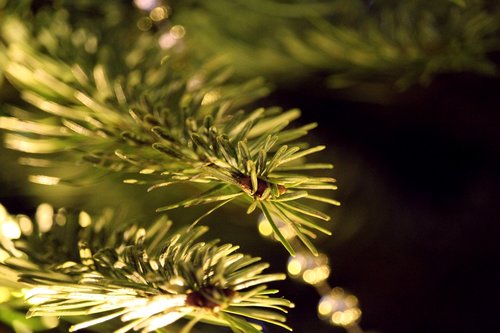 fir tree fir tree branch  christmas  decoration