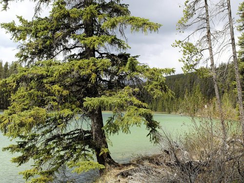 fir tree lake  water  forest