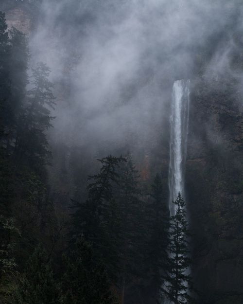 fir trees fog forest