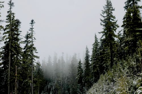 fir trees forest mist