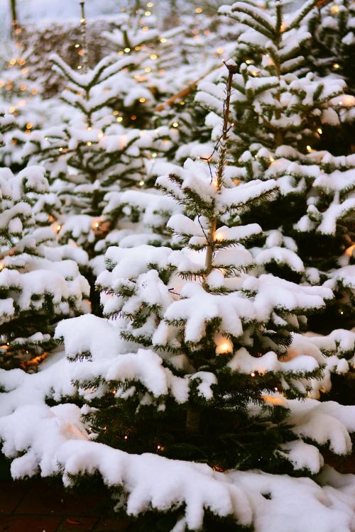 fir trees snow winter