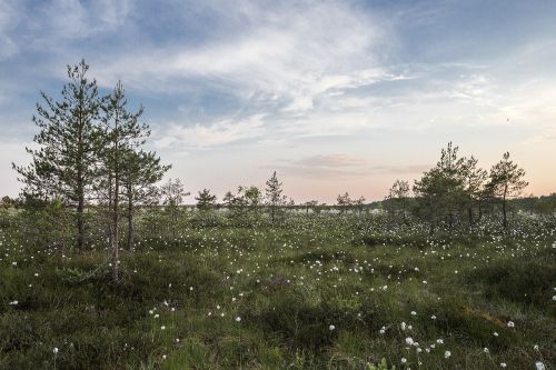 fir trees field countryside