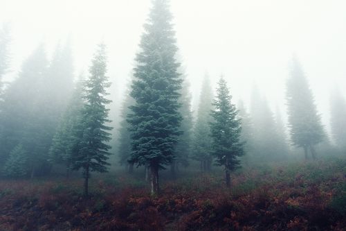 fir trees fog mist