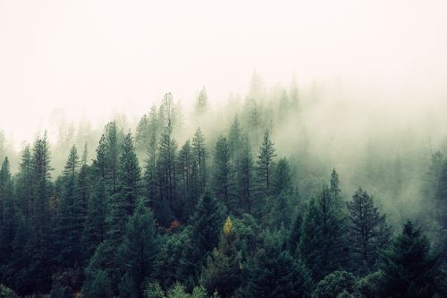 fir trees fog mist