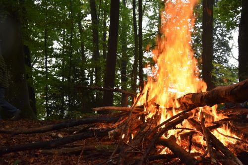 fire wood forest