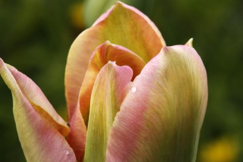 fire tulip onion plant