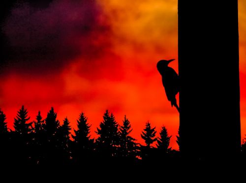 fire night woodpecker