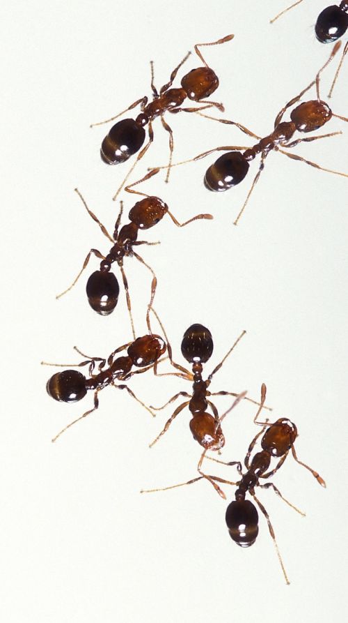 fire ants insects worker