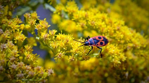 fire beetle insect beetle nature