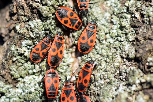 fire bug pyrrhocoris apterus reproduction