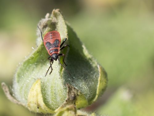 fire bug nature close