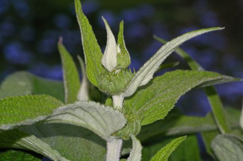 fire herb flower lamiaceae