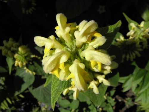 fire herb garden yellow