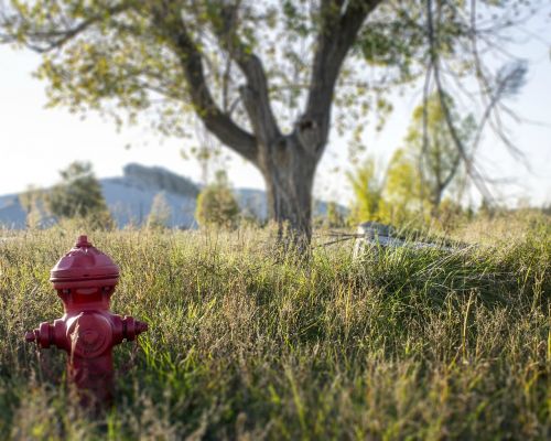 fire hydrant tree field