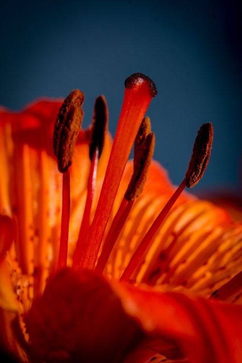 fire-lily lilium bulbiferum stamen