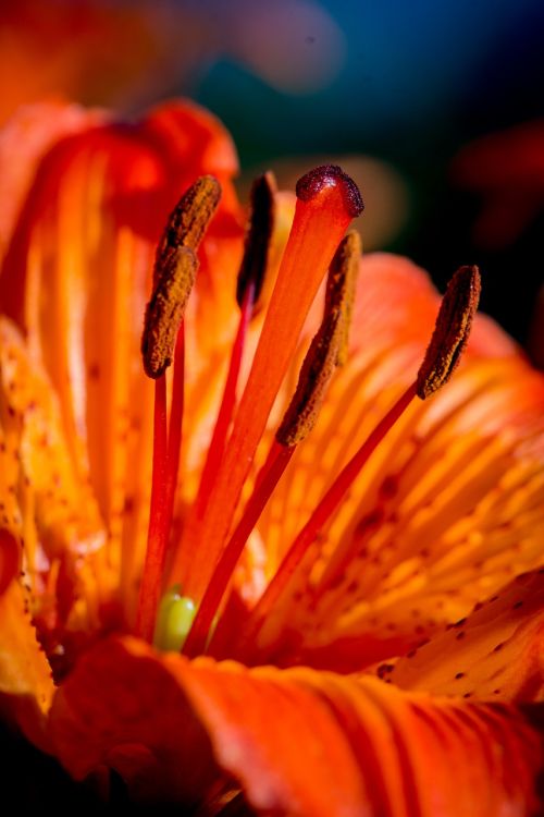 fire-lily lilium bulbiferum stamen