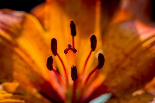 fire-lily lilium bulbiferum stamen