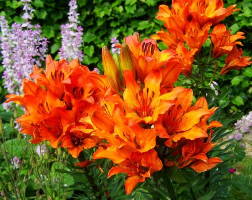 fire lily flower garden orange