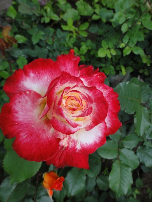fire rose splendor bloomed rose