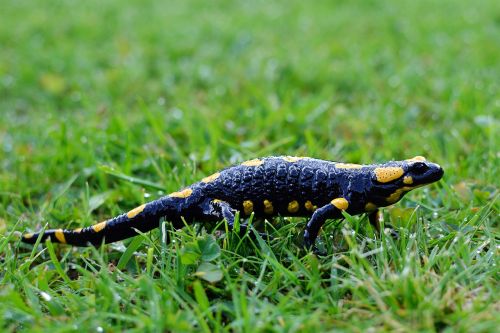 fire salamander salamandra amphibian