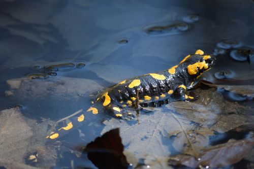 fire salamander kapuzinerberg salzburg