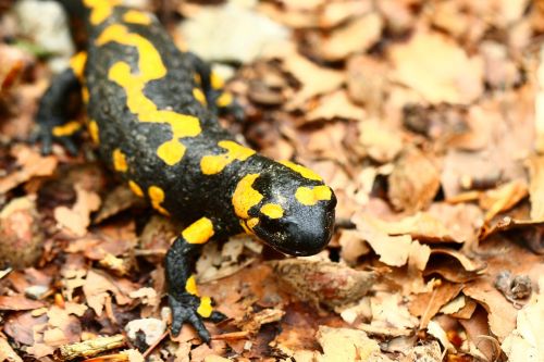 fire salamander amphibian animal