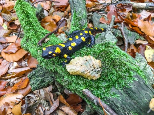 fire salamander autumn salamander