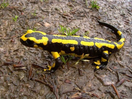 fire salamander salamander animal