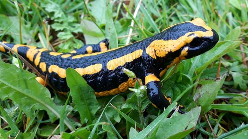fire salamander  salamander  amphibian