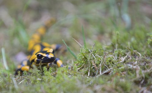 fire salamander  nature  salamander