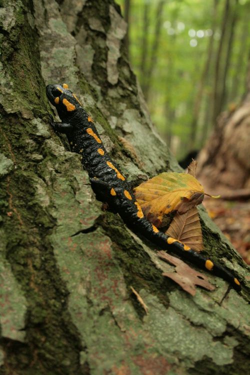 fire salamander salamander newt