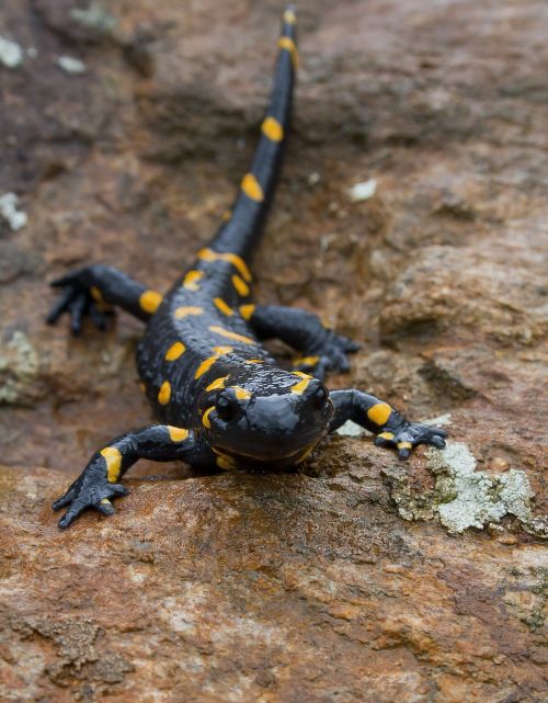fire salamander salamander animal