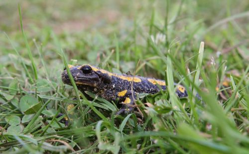 fire salamander amphibian yellow