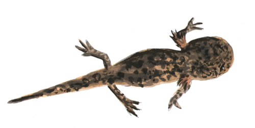 fire salamander larva animal water