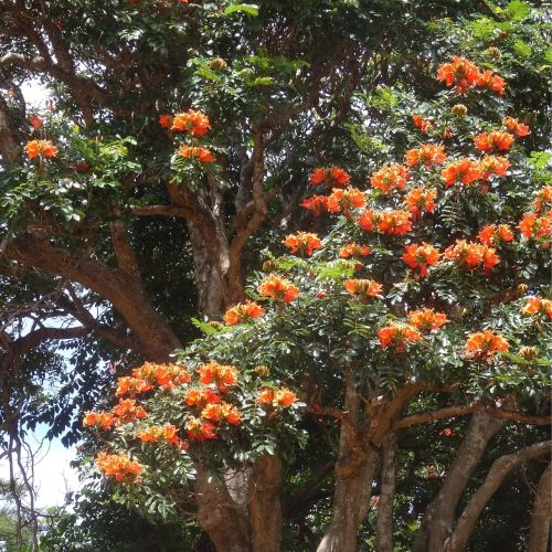 fire tree tree flowers