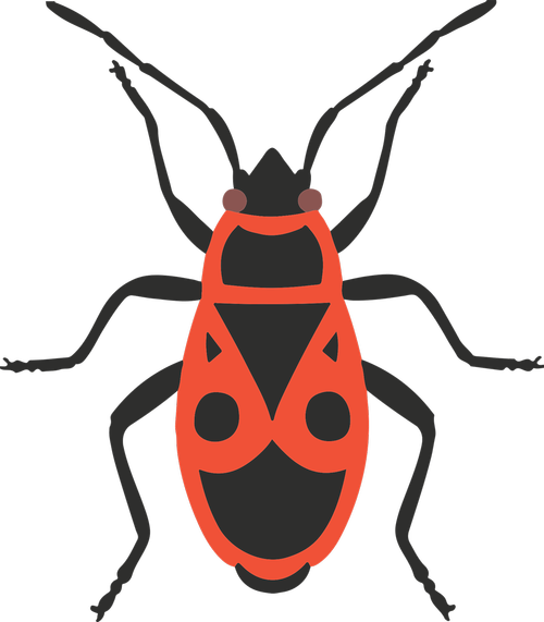 firebug  bug  insect