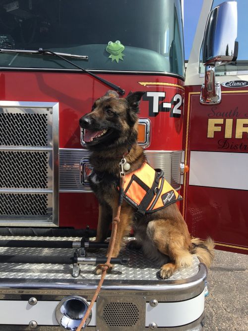 firefighters firetruck dog