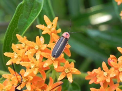 firefly lightning bug milkweed