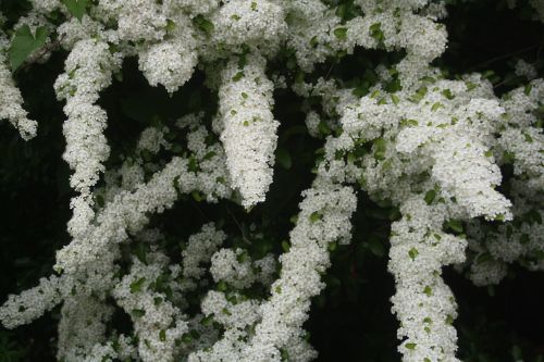 firethorn pyracantha shrub