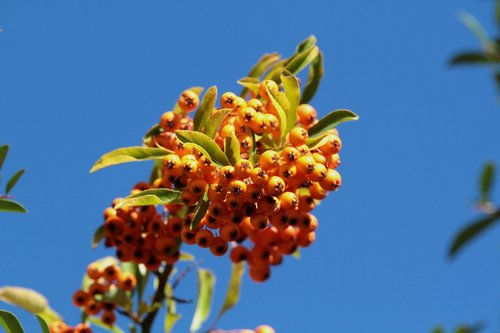 firethorn  berries  orange